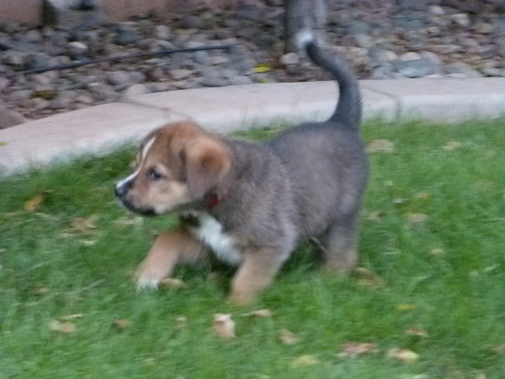 chinook dog